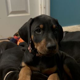 Doberman Pinscher Puppies from Bhon Mhuir Dobermanns
