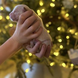 Female puppy pick 1 - Light golden female Golden Retriever puppy in Colville, Washington from Columbia Ridge Goldens