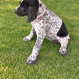 Tilly - Black and white female German Shorthaired Pointer puppy in Biloxi, Mississippi from Burch legacy kennels