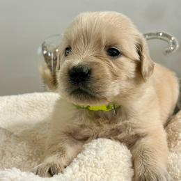 Minnie - Light golden female Golden Retriever puppy in Doniphan, Missouri from Stockford’s Golden Retrievers