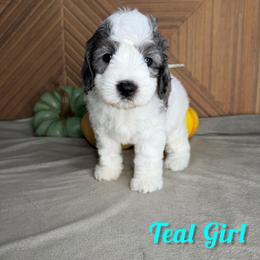 Teal Girl - Merle female Bernedoodle puppy in Modesto, California from Two Doods Doodles