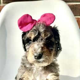 Skye - Blue merle female Bernedoodle puppy in Pulaski, Tennessee from Doodle My Heart