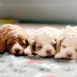 Cavapoo puppies from Poseydoodle