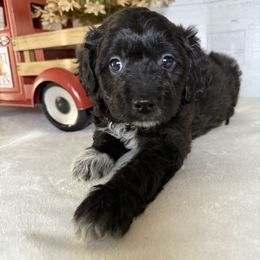 Flint - Black and white male Aussiedoodle puppy in Bronson, Florida from Tabler Family Puppies