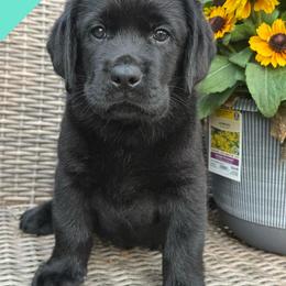 Teal - Black male Labrador Retriever puppy in Wilson’s, Virginia from Cedar Hill Farm Labradors