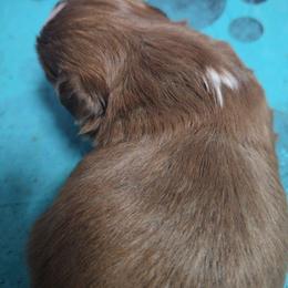 Baby boy 1 - Chocolate male Shih Tzu puppy in Filer, Idaho from Shih Tzu Kennels