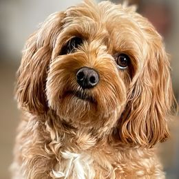 Millie - Cavapoo