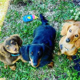 Dachshunds from Della’s Doxies