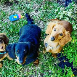 Dachshunds from Della’s Doxies