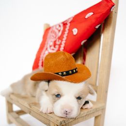 George - Red merle and white male American Corgi puppy in Adairsville, Georgia from Ingram's Corgis
