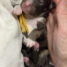 Aussiedoodle Puppies from Gore Doodle Ranch