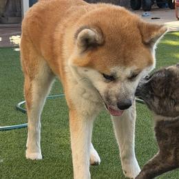 Japanese Akitainus from The Akita INU Club, California