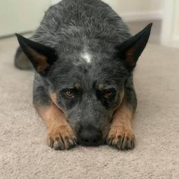 Australian Cattle Dogs, Miniature Schnauzers, Pembroke Welsh Corgis, and Toy Australian Shepherds from Blue Creek Farms