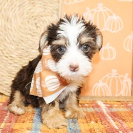 Bennett - Chocolate, tan and white male Yorkshire Terrier puppy in Hugo, Oklahoma from Ann R.