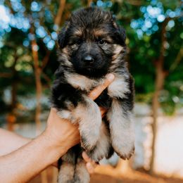 Orange Girl - German Shepherd puppy in Grand Rapids, Michigan from Von Willow German Shepherds