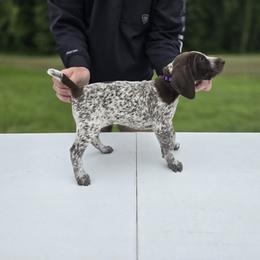 German Shorthaired Pointer Puppies from Lauren Walton