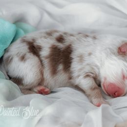 Australian Shepherd, Miniature American Shepherd, Miniature Australian Shepherd, and Toy Australian Shepherd Puppies from Painted Blue Aussies