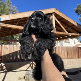 Cocker Spaniel Puppies from SassyCockerG