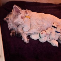 West Highland White Terrier Puppies from Treasure Valley Idaho Westies