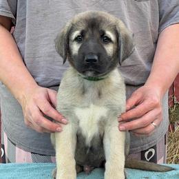 Argestes - Gray fawn male Anatolian Shepherd Dog puppy in Rapid River, Michigan from Echolight Australian Shepherds