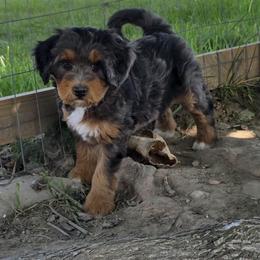 Cookie - Merle female Bernedoodle puppy in Mc Gaheysville, Virginia from Doting Doodles
