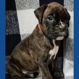 Pup 1 - Brindle male Boxer puppy in Perry, Michigan from Boxer Boulevard
