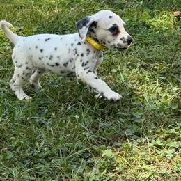 Mia - LUA - White and black female Dalmatian puppy in Sedalia, Missouri from Missouri Dalmatians