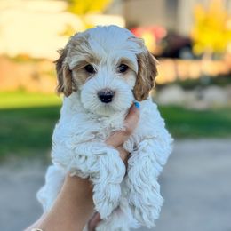 Liberty - Blenheim female Cavapoo puppy in Woodland Hills, Utah from The Fairy Paw Mother