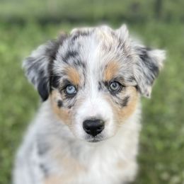 Australian Shepherd Puppies from Bedtime Story Australian Shepherds