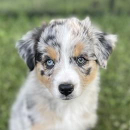 Australian Shepherd Puppies from Bedtime Story Australian Shepherds
