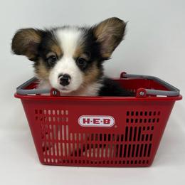 Mint (fluffy) - Black and tan male Pembroke Welsh Corgi puppy in Waco, Texas from The Comma Corgis