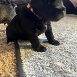 Miniature Schnauzer Puppies from Chantel's Miniature Schnauzers