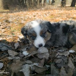 Australian Mountain Doodle, Bernedoodle, Companion Cross, and Shihpoo Puppies from Perfect Companion Puppies