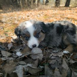 Australian Mountain Doodle, Bernedoodle, Companion Cross, and Shihpoo Puppies from Perfect Companion Puppies