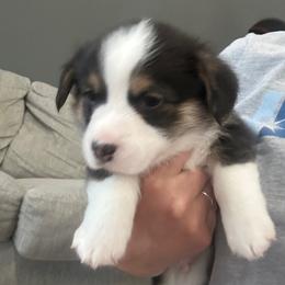 Kit-Kat - Black and tan male Pembroke Welsh Corgi puppy in Dawson, Iowa from Carousel Corgis