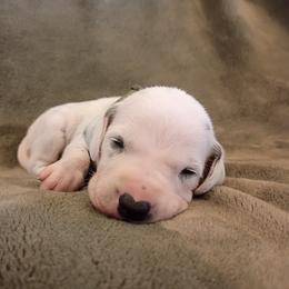 Boy 3 - White and black male Dalmatian puppy in Spring Branch, Texas from D'vine Dalmatians