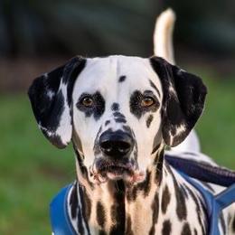 Darrfields Ebenezer Scrooge - White and black male Dalmatian puppy in Richmond, Virginia from Darrfield