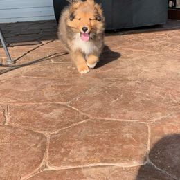 Shetland Sheepdog Puppies from BellaRose Shelties