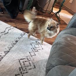 Pomeranian All Grown Up from Picture Perfect Poms