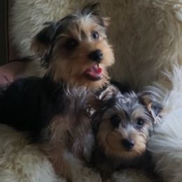 Poodles and Yorkshire Terriers from Charlotte Shafer Poodles & Yorkies