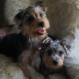 Poodles and Yorkshire Terriers from Charlotte Shafer Poodles & Yorkies