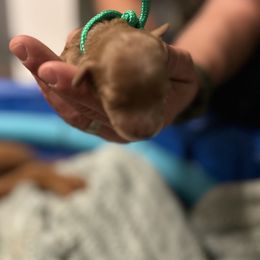 Goldendoodle Puppies from Lasting Legacy Family Dogs