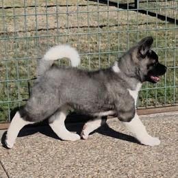 Buffy - Akita