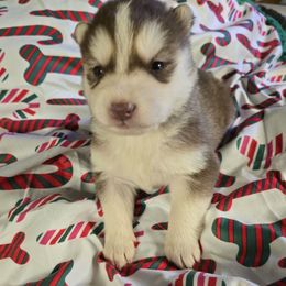Holly - Black and white female Siberian Husky puppy in Kansas City, Missouri from Anuun's Huskies
