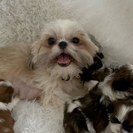 Stella - Shih Tzu