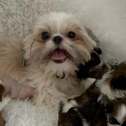 Stella - Shih Tzu
