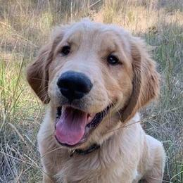 Golden Retrievers from Chrissy's Golden Retrievers