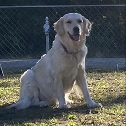 Gracie - Golden Retriever