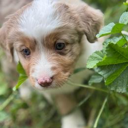 Boy 1 - Red merle male Miniature Australian Shepherd puppy in Menifee, California from Fisher Farm