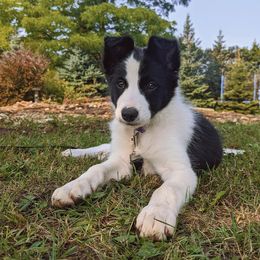 Border Collie Puppies from Shooting Star Border Collies